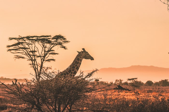 Yankari safari Nigeria sunset